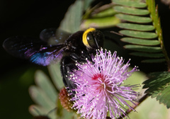 Xylocopa coronata
