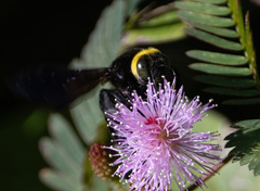 Xylocopa coronata