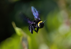 Xylocopa coronata