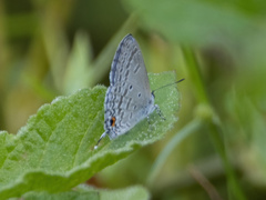 Catochrysops
