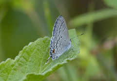 Catochrysops