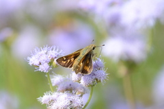 Hylephila phyleus
