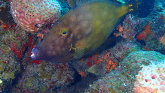 Cantherhines macrocerus