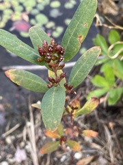 Hypericum walteri