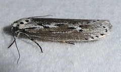 Ethmia discostrigella