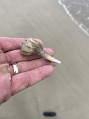 Sinistrofulgur pulleyi