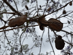 Jacaranda mimosifolia