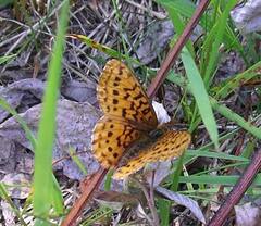 Boloria epithore