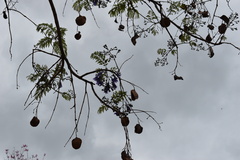 Jacaranda mimosifolia