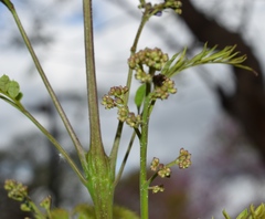 Jacaranda mimosifolia