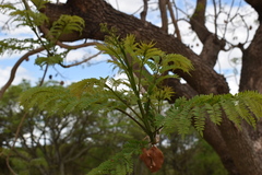 Jacaranda mimosifolia