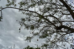 Jacaranda mimosifolia