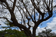 Jacaranda mimosifolia