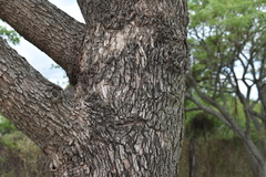 Jacaranda mimosifolia