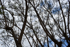 Jacaranda mimosifolia