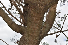 Jacaranda mimosifolia