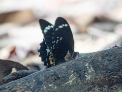 Papilio tydeus