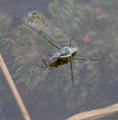 Neogerris hesione