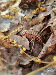 Arthrophaga myriapodina