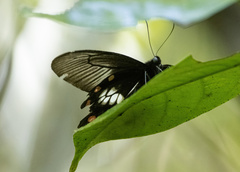 Pachliopta polydorus