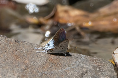 Hypolycaena sipylus