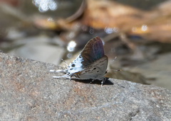 Hypolycaena sipylus