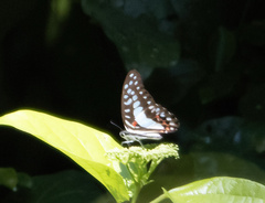 Graphium eurypylus