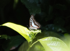 Graphium eurypylus