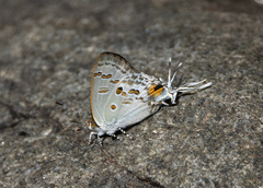 Hypolycaena sipylus