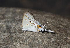 Hypolycaena sipylus