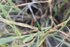 Eupompha fissiceps