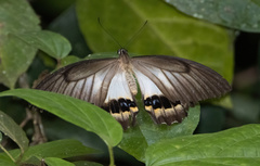 Papilio tydeus