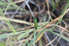 Eupompha fissiceps