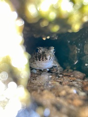Fejervarya kawamurai
