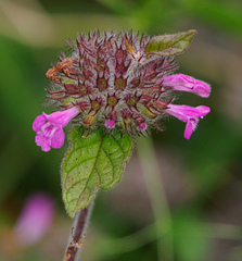 Clinopodium vulgare