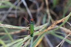 Eupompha fissiceps