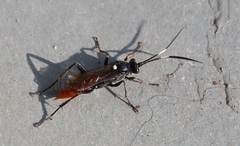 Amblyjoppa fuscipennis