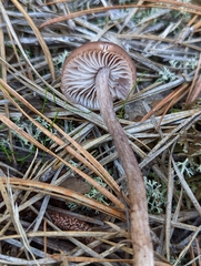Laccaria proxima