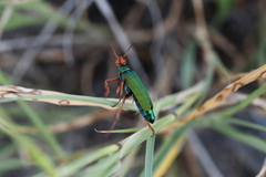 Eupompha fissiceps