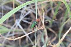 Eupompha fissiceps