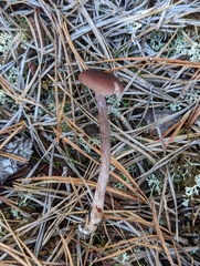 Laccaria proxima