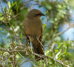 Agelaioides badius