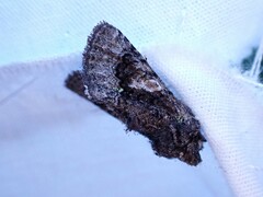 Behrensia conchiformis