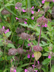 Clinopodium vulgare