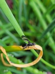 Tritoxa flexa