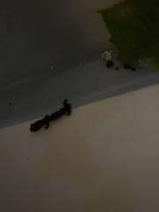 Caudata