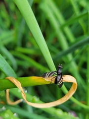 Tritoxa flexa