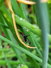 Tritoxa flexa