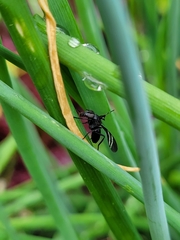 Tritoxa flexa
