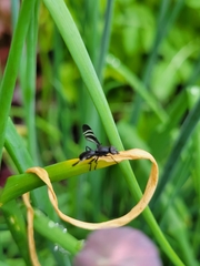 Tritoxa flexa